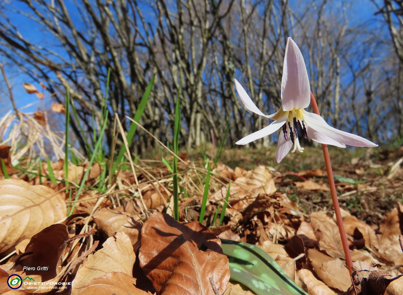 32 Erythronium dens-canis (Dente di cane).JPG